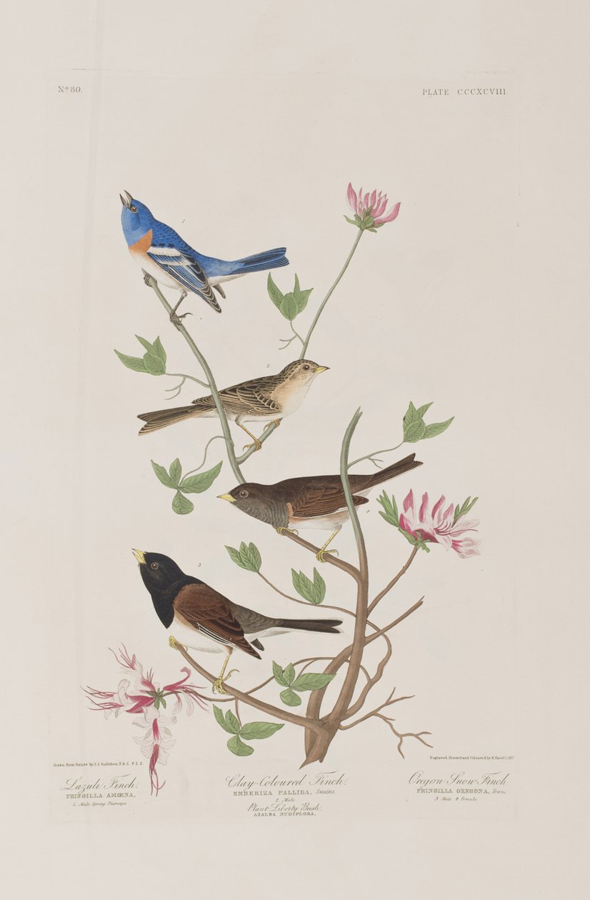 Kuvitus elokuvasta "Birds of America" tekijältä John James Audubon