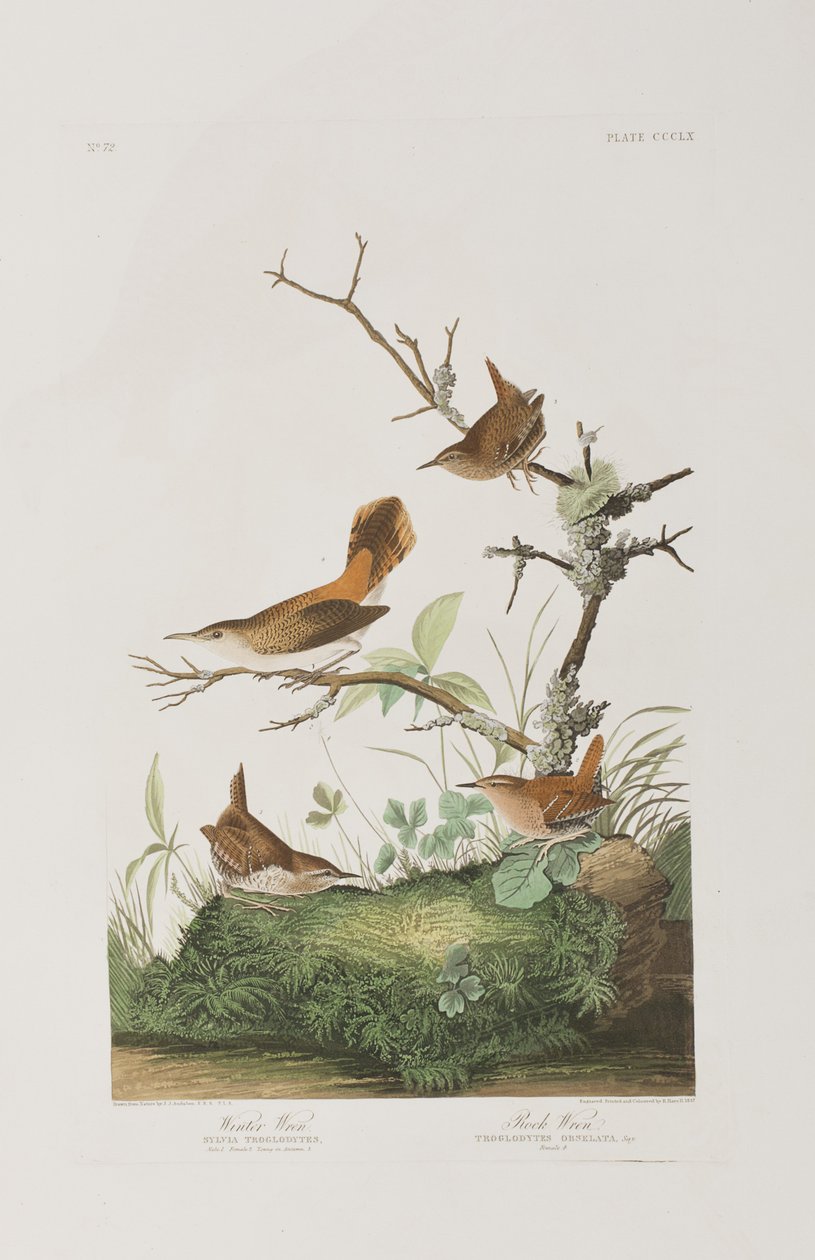 Kuvitus elokuvasta "Birds of America" tekijältä John James Audubon