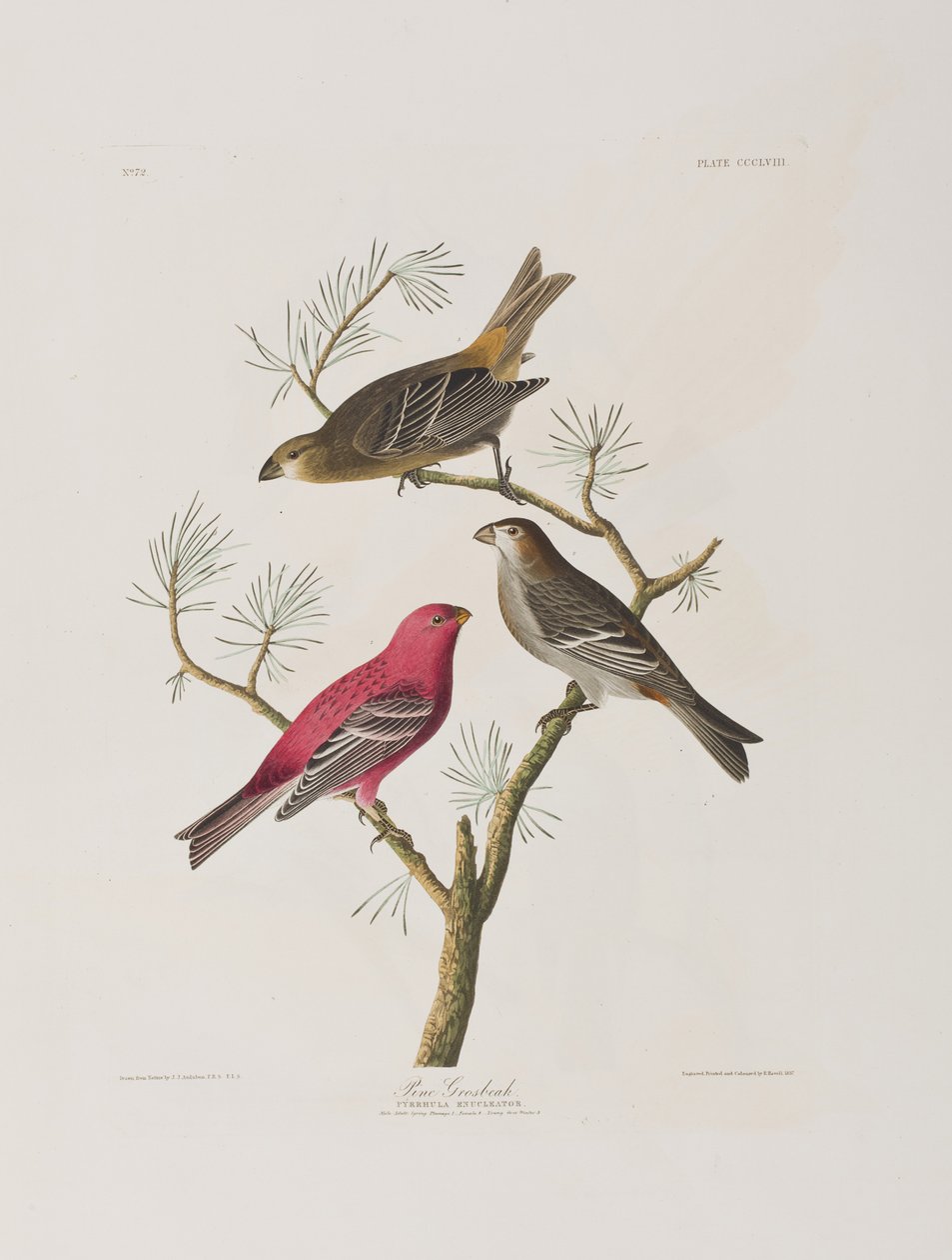 Kuvitus elokuvasta "Birds of America" tekijältä John James Audubon