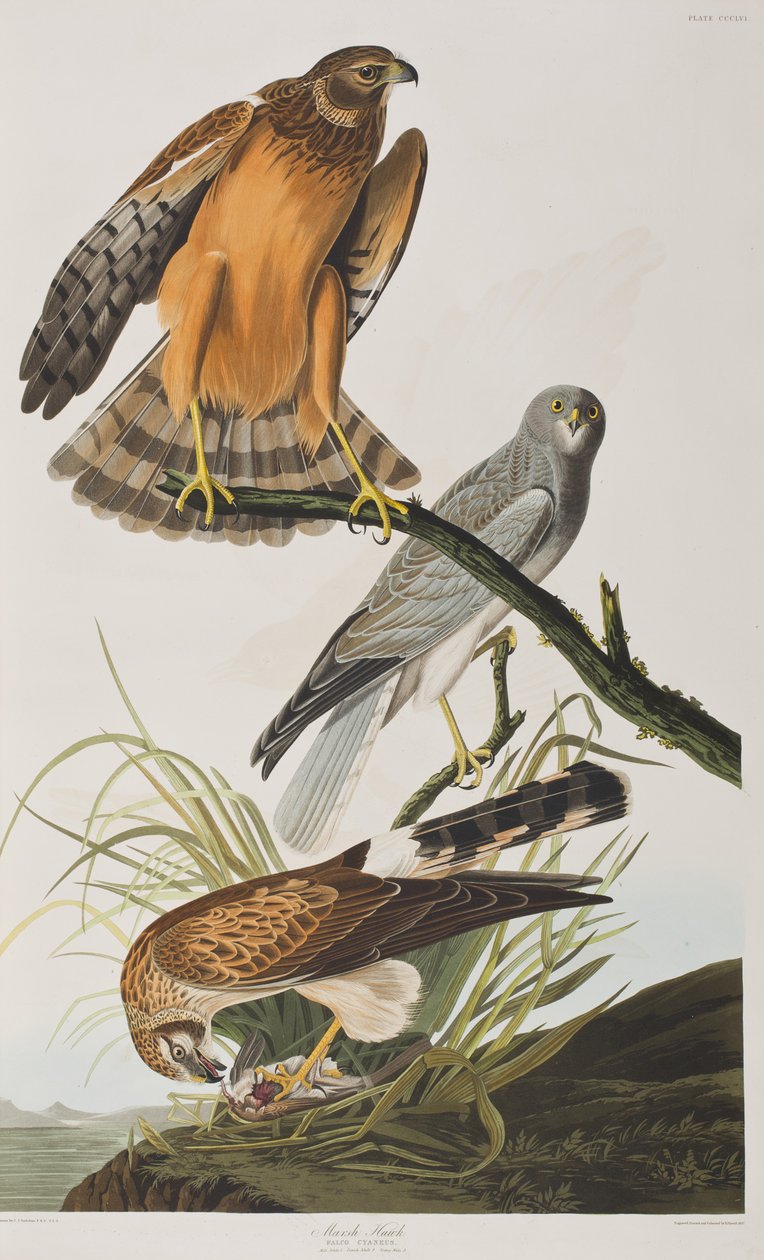 Kuvitus elokuvasta "Birds of America" tekijältä John James Audubon