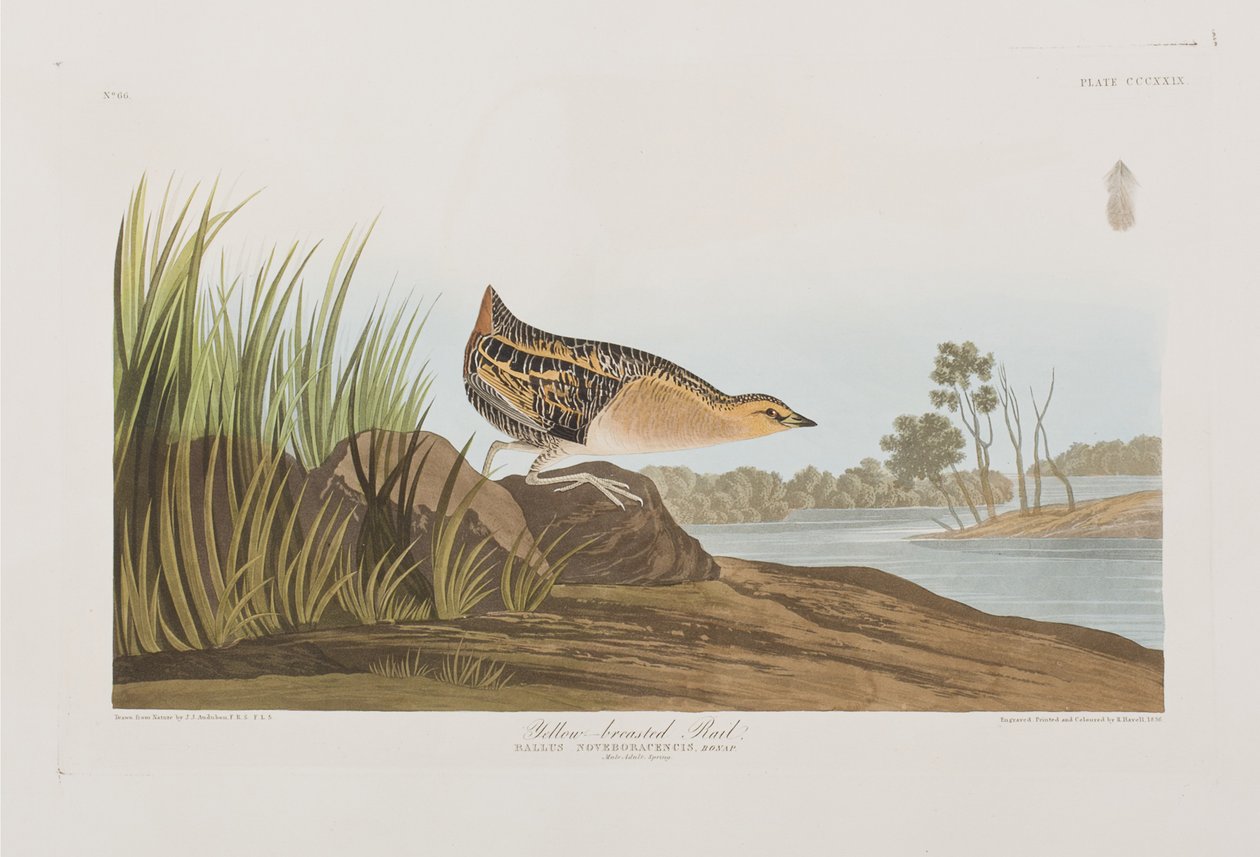 Kuvitus elokuvasta "Birds of America" tekijältä John James Audubon