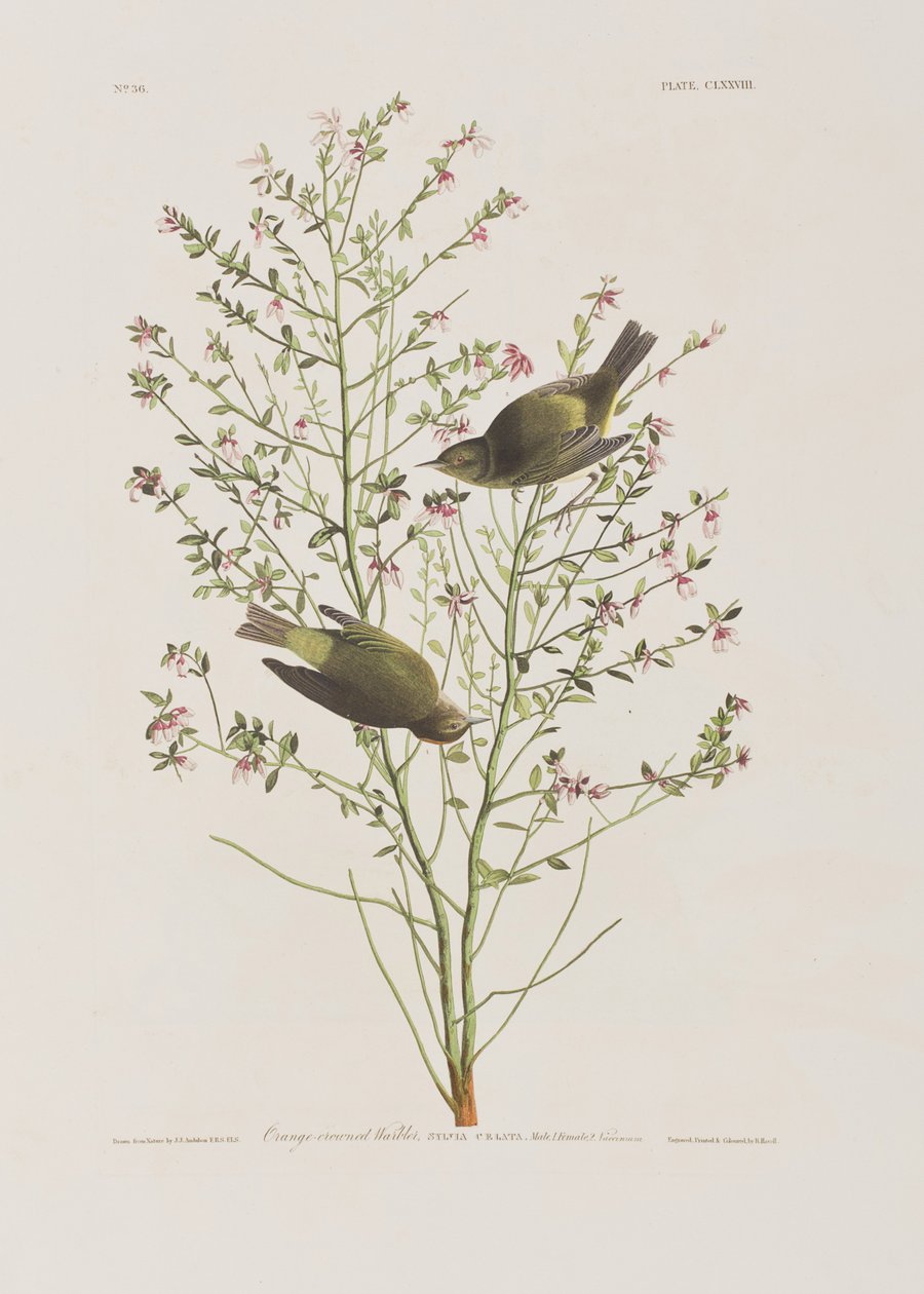 Kuvitus elokuvasta "Birds of America" tekijältä John James Audubon