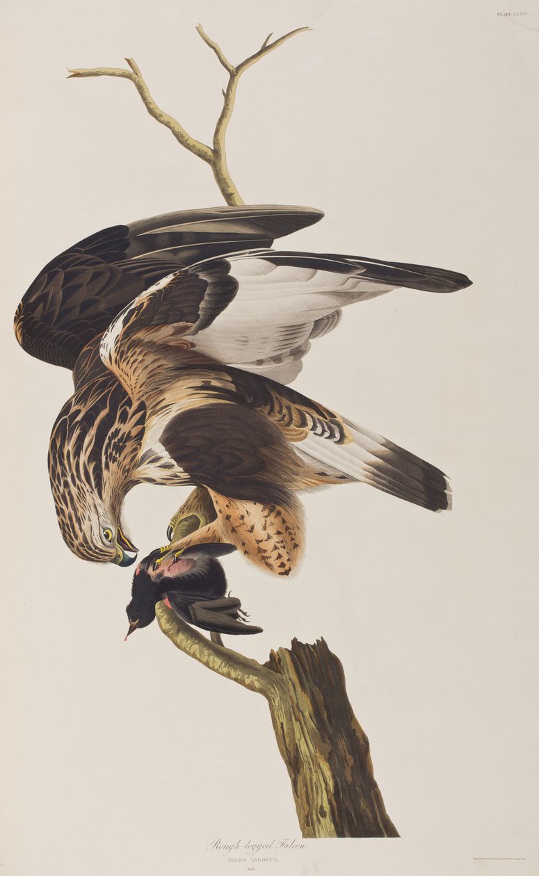 Kuvitus elokuvasta "Birds of America" tekijältä John James Audubon