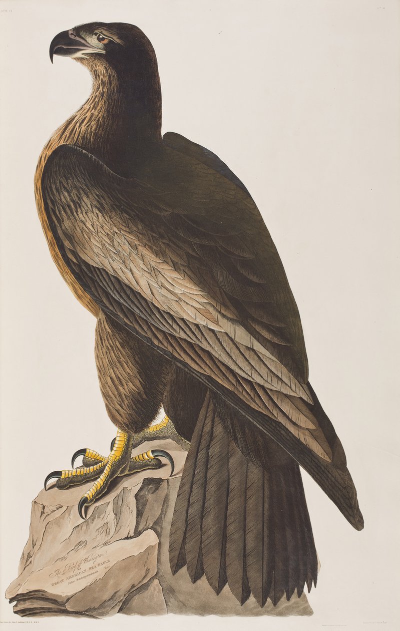 Kuvitus elokuvasta "Birds of America" tekijältä John James Audubon