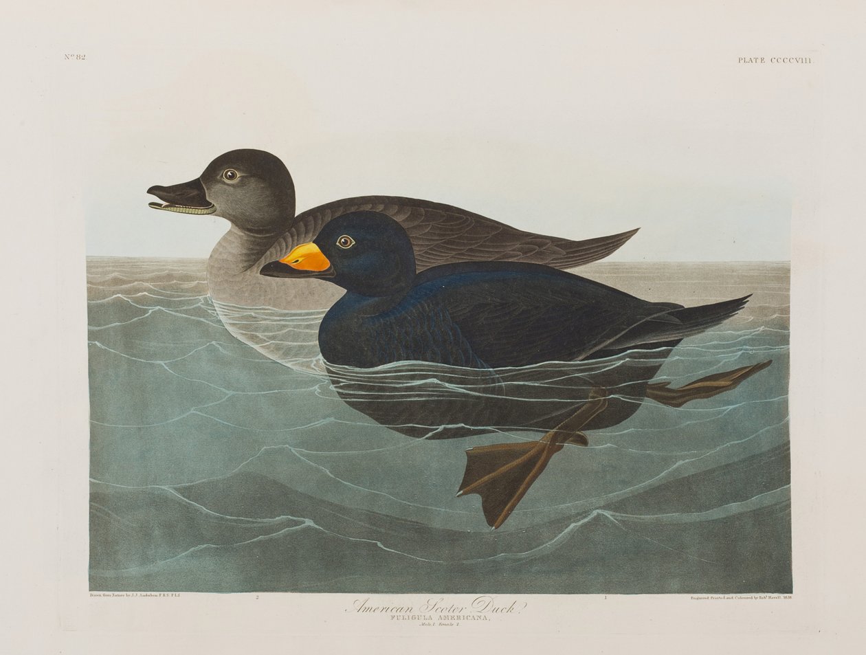 Kuvitus elokuvasta "Birds of America" tekijältä John James Audubon