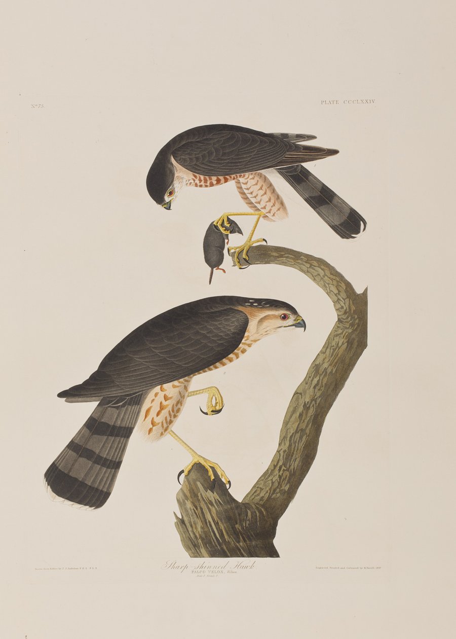 Kuvitus elokuvasta "Birds of America" tekijältä John James Audubon