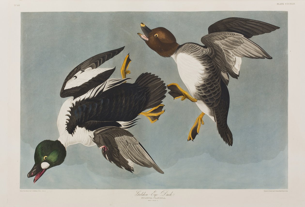 Kuvitus elokuvasta "Birds of America" tekijältä John James Audubon