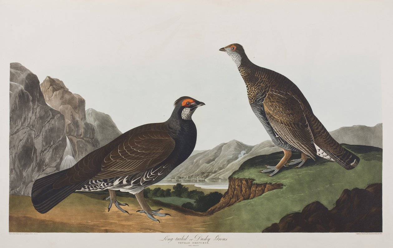 Kuvitus elokuvasta "Birds of America" tekijältä John James Audubon