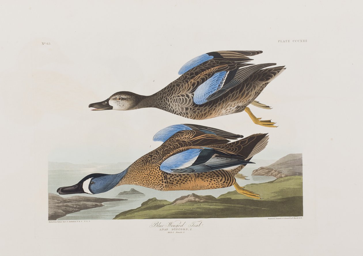Kuvitus elokuvasta "Birds of America" tekijältä John James Audubon