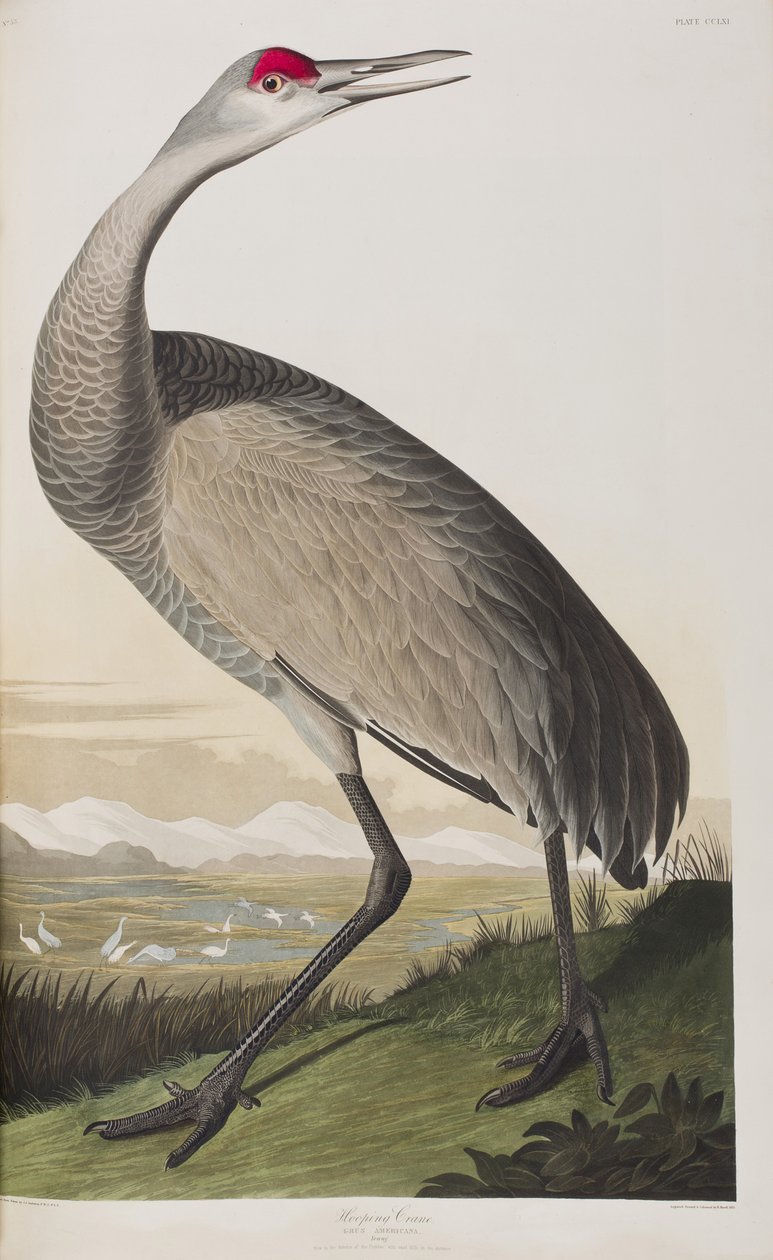 Kuvitus elokuvasta "Birds of America" tekijältä John James Audubon