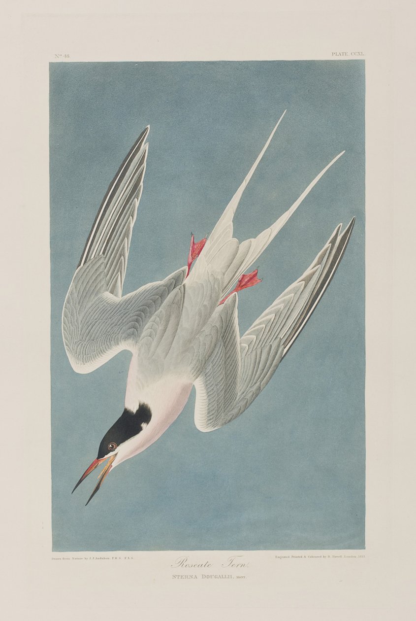 Kuvitus elokuvasta "Birds of America" tekijältä John James Audubon