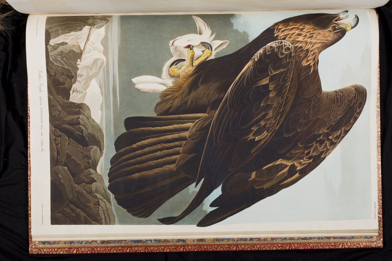 Kuvitus elokuvasta "Birds of America" tekijältä John James Audubon