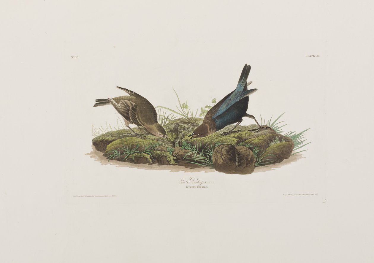 Kuvitus elokuvasta "Birds of America" tekijältä John James Audubon