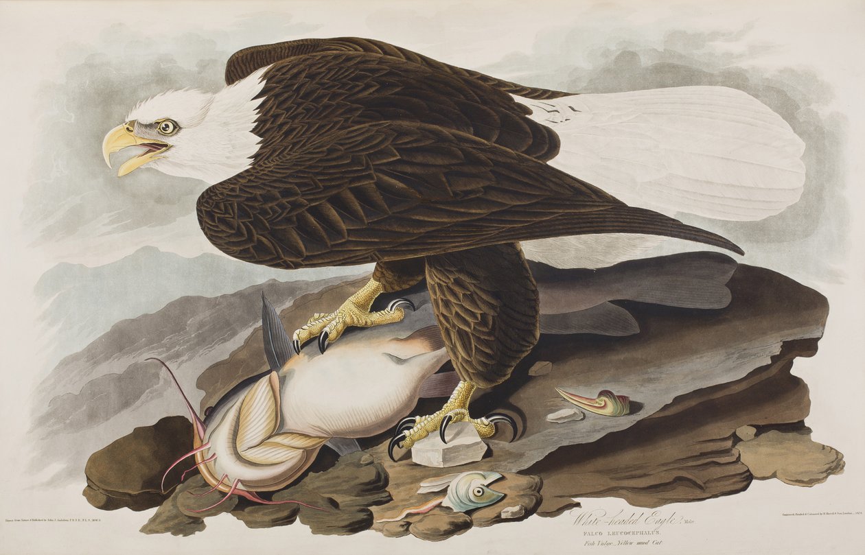 Kuvitus elokuvasta "Birds of America" tekijältä John James Audubon