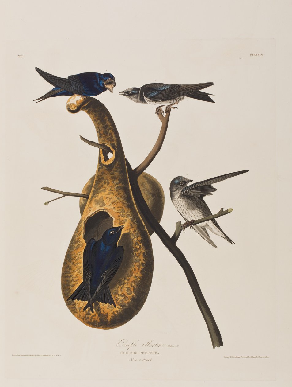 Kuvitus elokuvasta "Birds of America" tekijältä John James Audubon