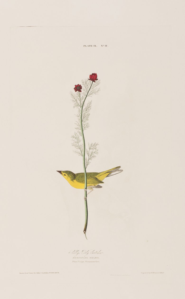Kuvitus elokuvasta "Birds of America" tekijältä John James Audubon