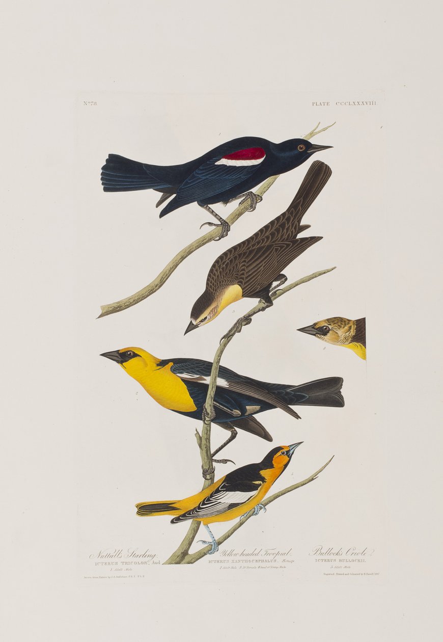 Kuvitus elokuvasta "Birds of America" tekijältä John James Audubon