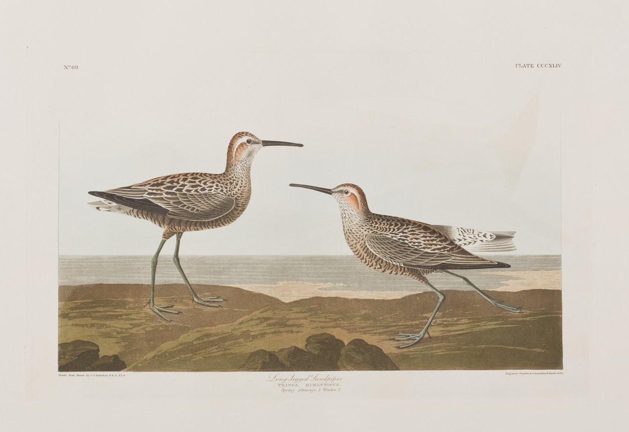 Kuvitus elokuvasta "Birds of America" tekijältä John James Audubon