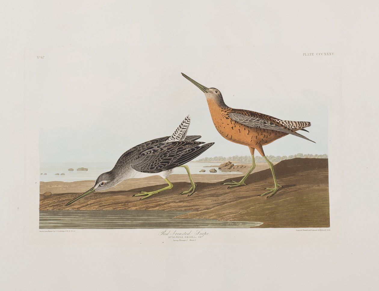 Kuvitus elokuvasta "Birds of America" tekijältä John James Audubon