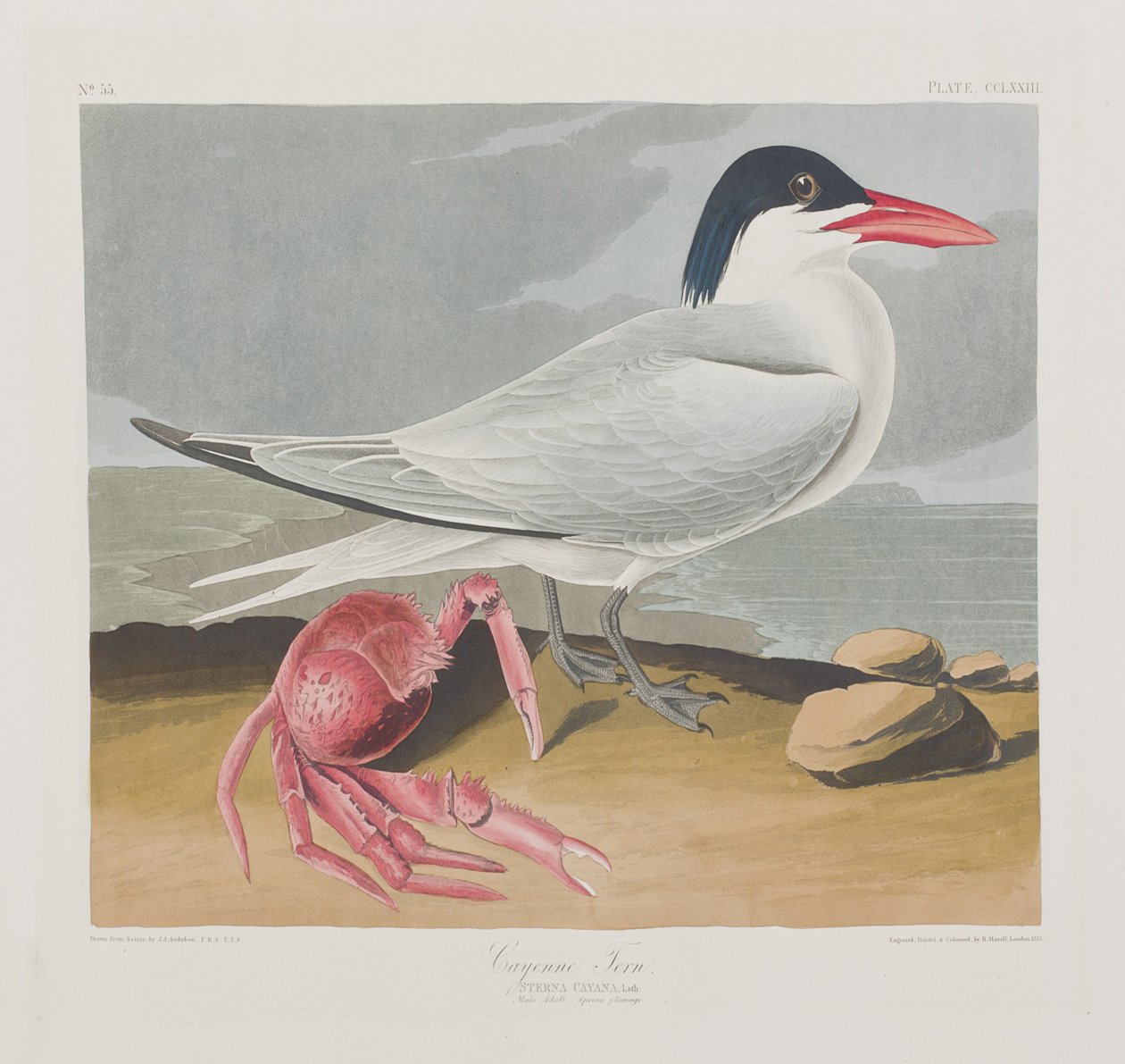 Kuvitus elokuvasta "Birds of America" tekijältä John James Audubon