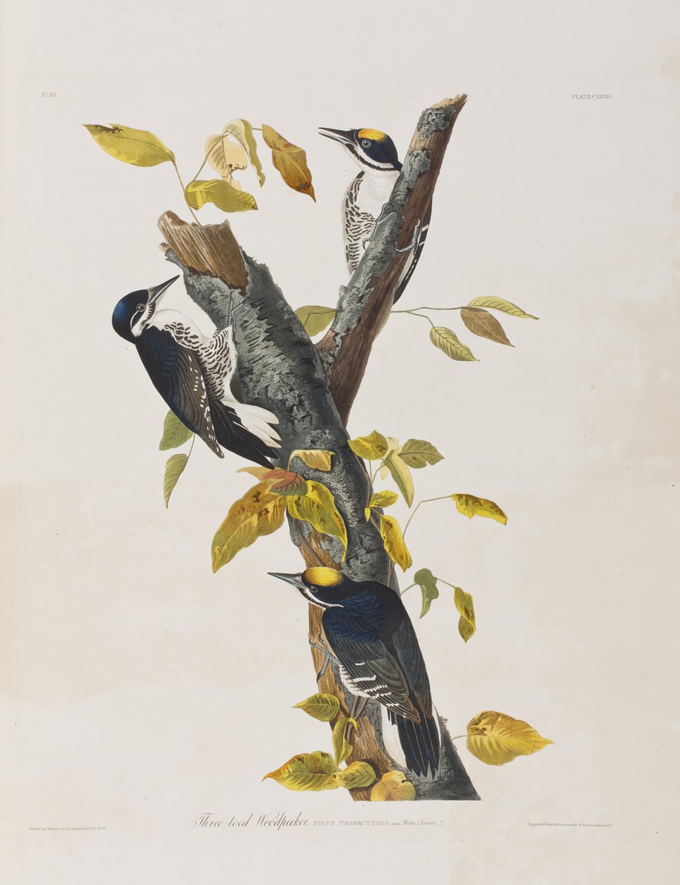 Kuvitus elokuvasta "Birds of America" tekijältä John James Audubon