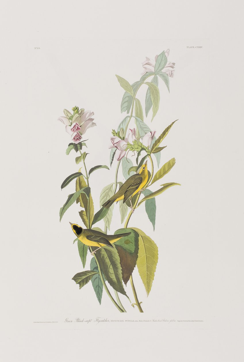 Kuvitus elokuvasta "Birds of America" tekijältä John James Audubon