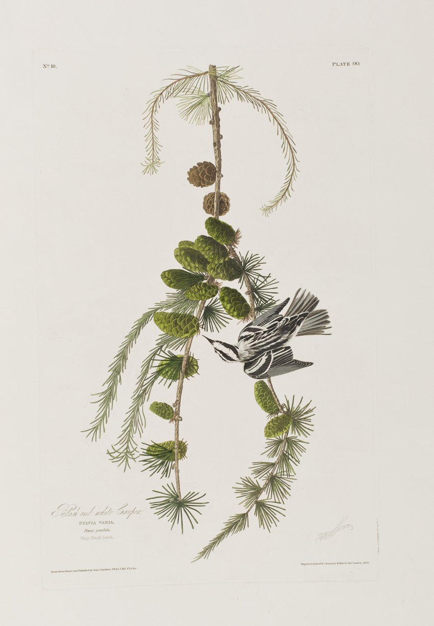 Kuvitus elokuvasta "Birds of America" tekijältä John James Audubon