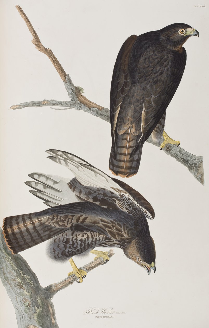 Kuvitus elokuvasta "Birds of America" tekijältä John James Audubon