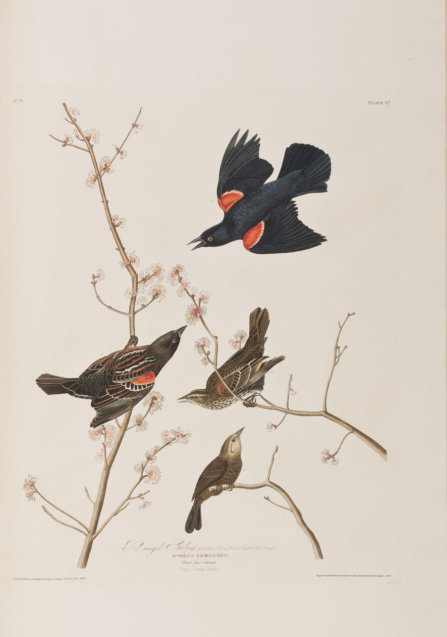 Kuvitus elokuvasta "Birds of America" tekijältä John James Audubon