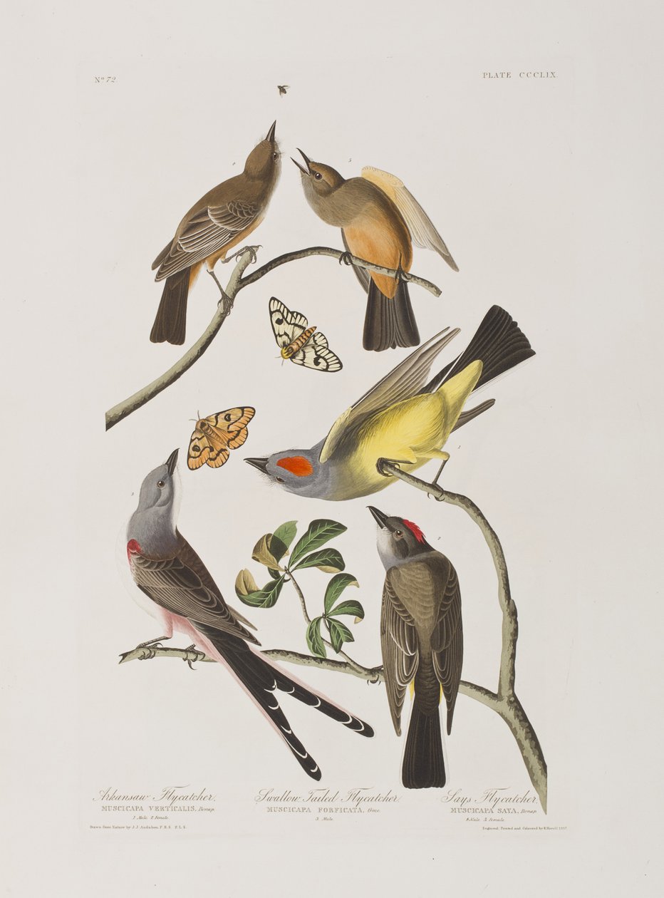 Kuvitus elokuvasta "Birds of America" tekijältä John James Audubon