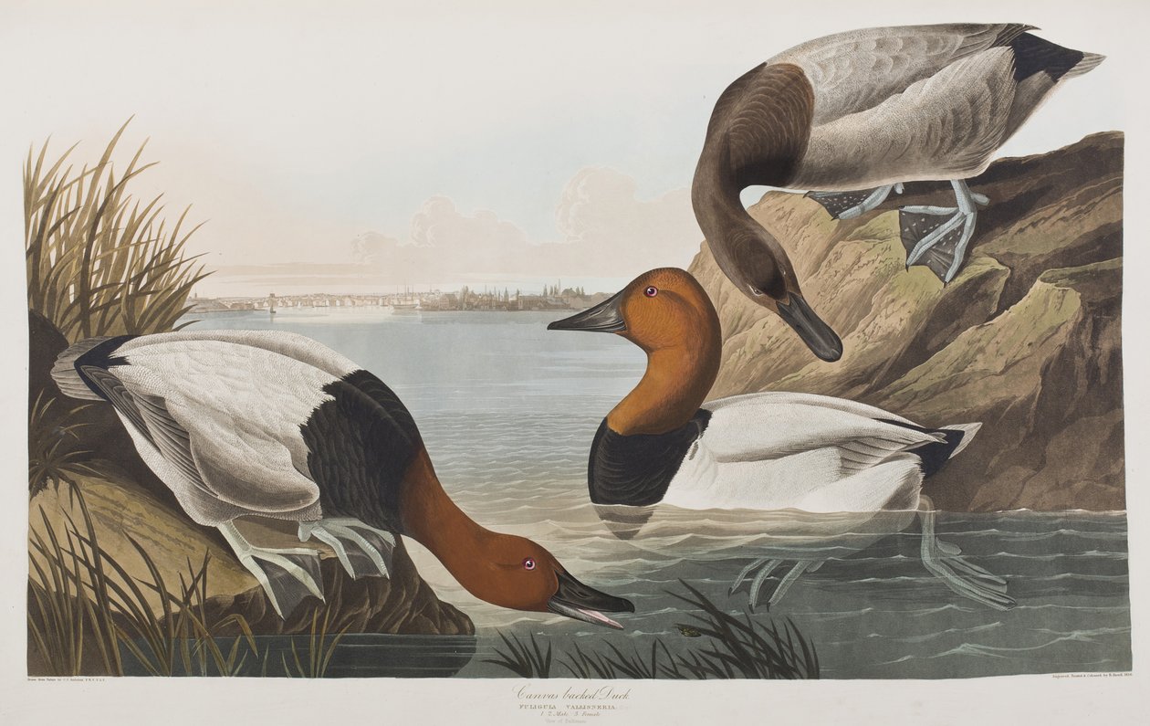 Kuvitus elokuvasta "Birds of America" tekijältä John James Audubon