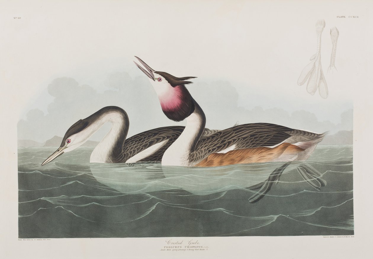 Kuvitus elokuvasta "Birds of America" tekijältä John James Audubon