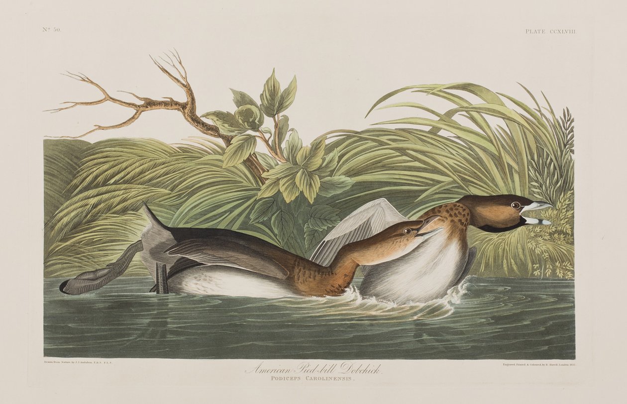 Kuvitus elokuvasta "Birds of America" tekijältä John James Audubon