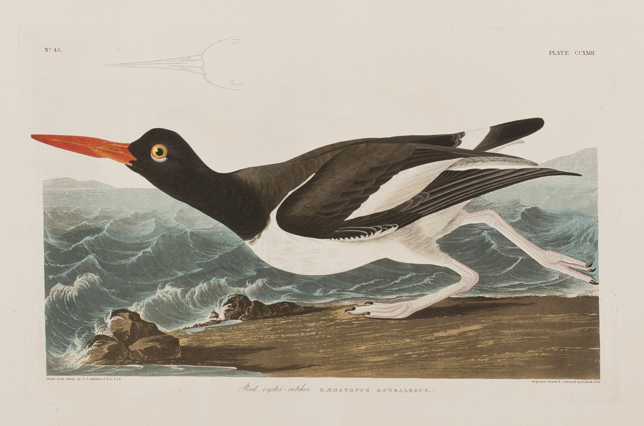 Kuvitus elokuvasta "Birds of America" tekijältä John James Audubon