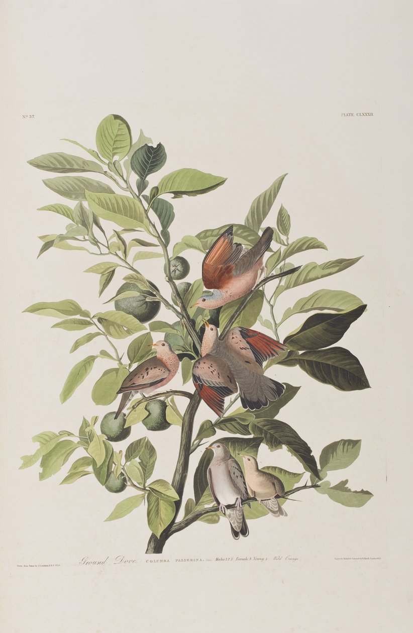 Kuvitus elokuvasta "Birds of America" tekijältä John James Audubon