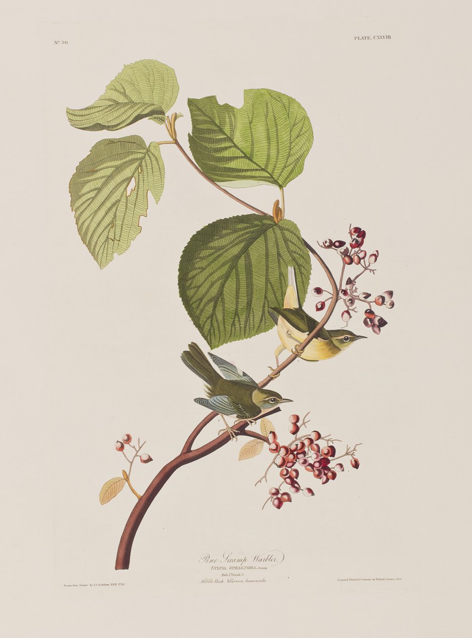 Il·lustració de 