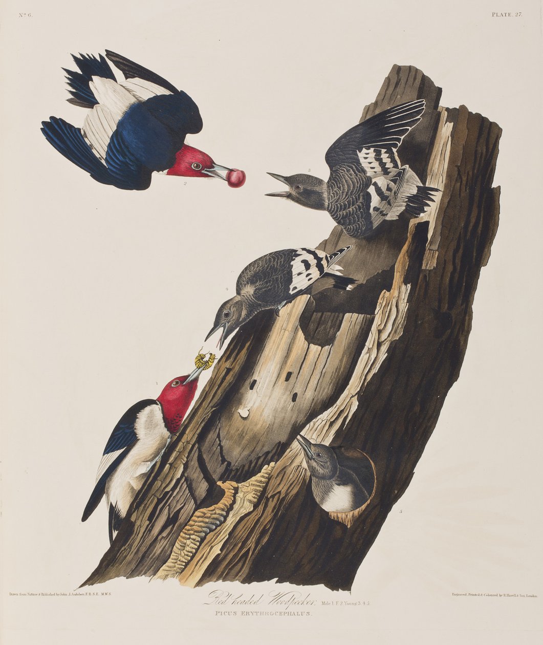 Kuvitus elokuvasta "Birds of America" tekijältä John James Audubon