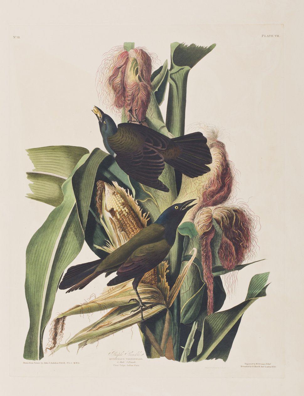 Kuvitus elokuvasta "Birds of America" tekijältä John James Audubon