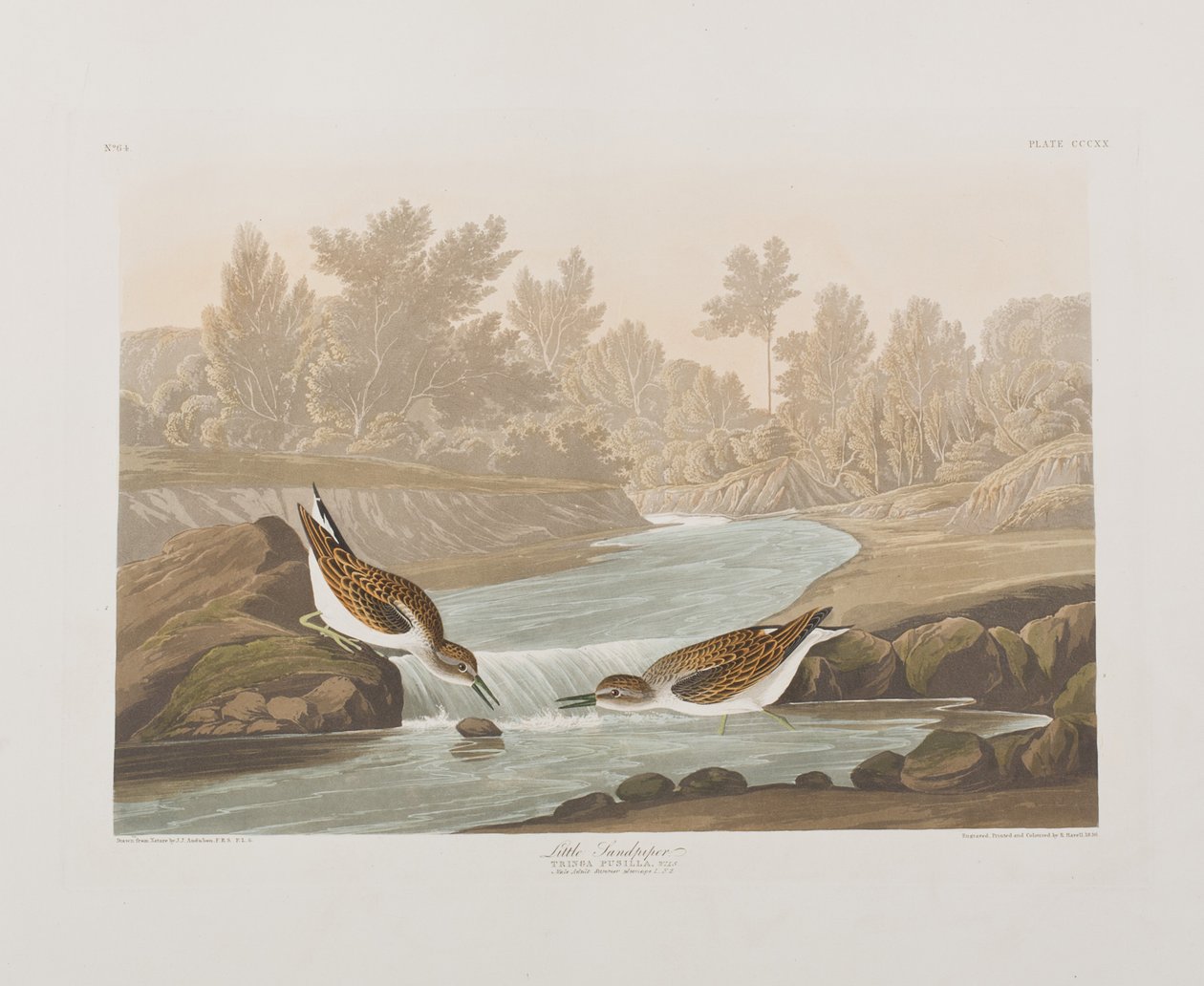 Kuvitus elokuvasta "Birds of America" tekijältä John James Audubon