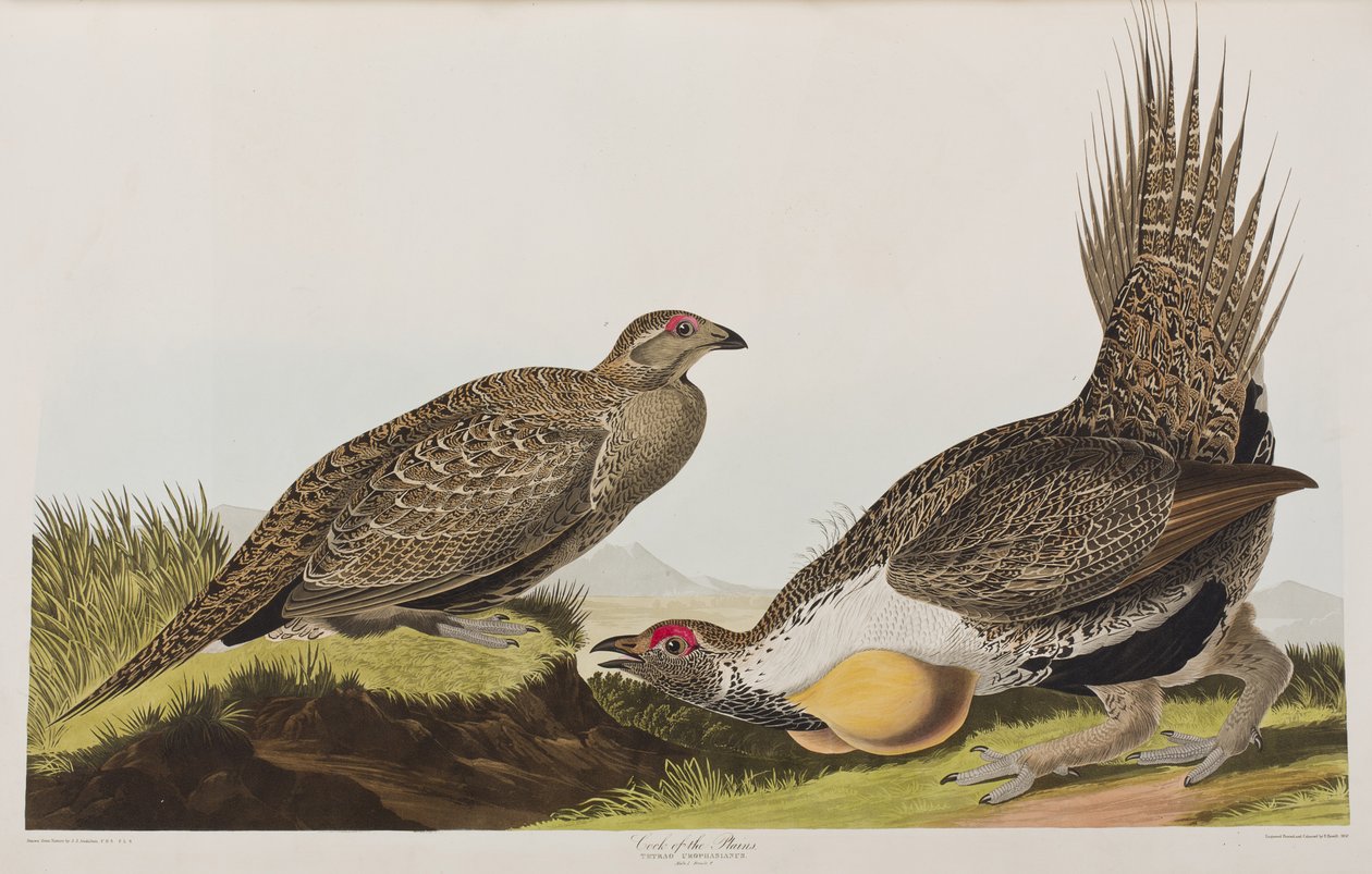 Kuvitus elokuvasta "Birds of America" tekijältä John James Audubon