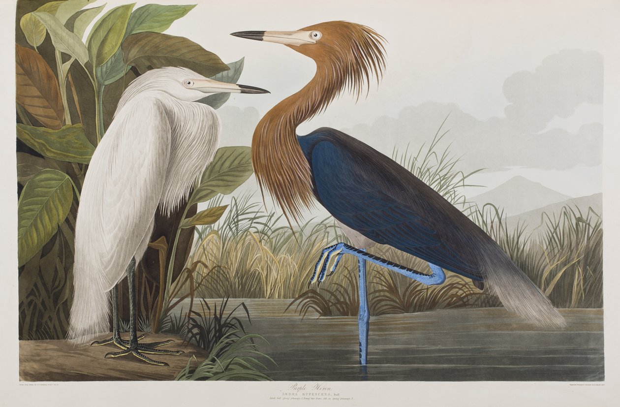 Kuvitus elokuvasta "Birds of America" tekijältä John James Audubon