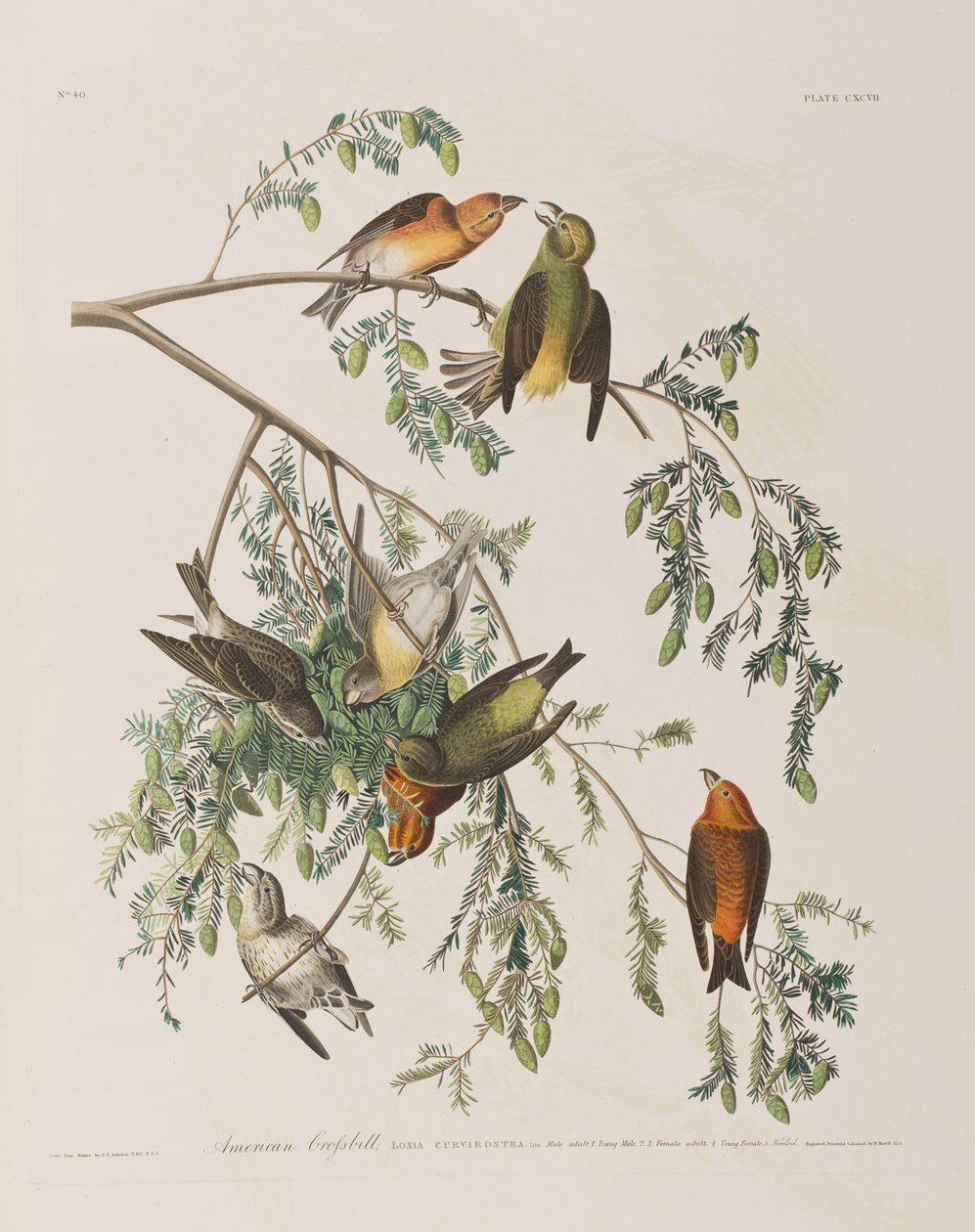 Kuvitus elokuvasta "Birds of America" tekijältä John James Audubon
