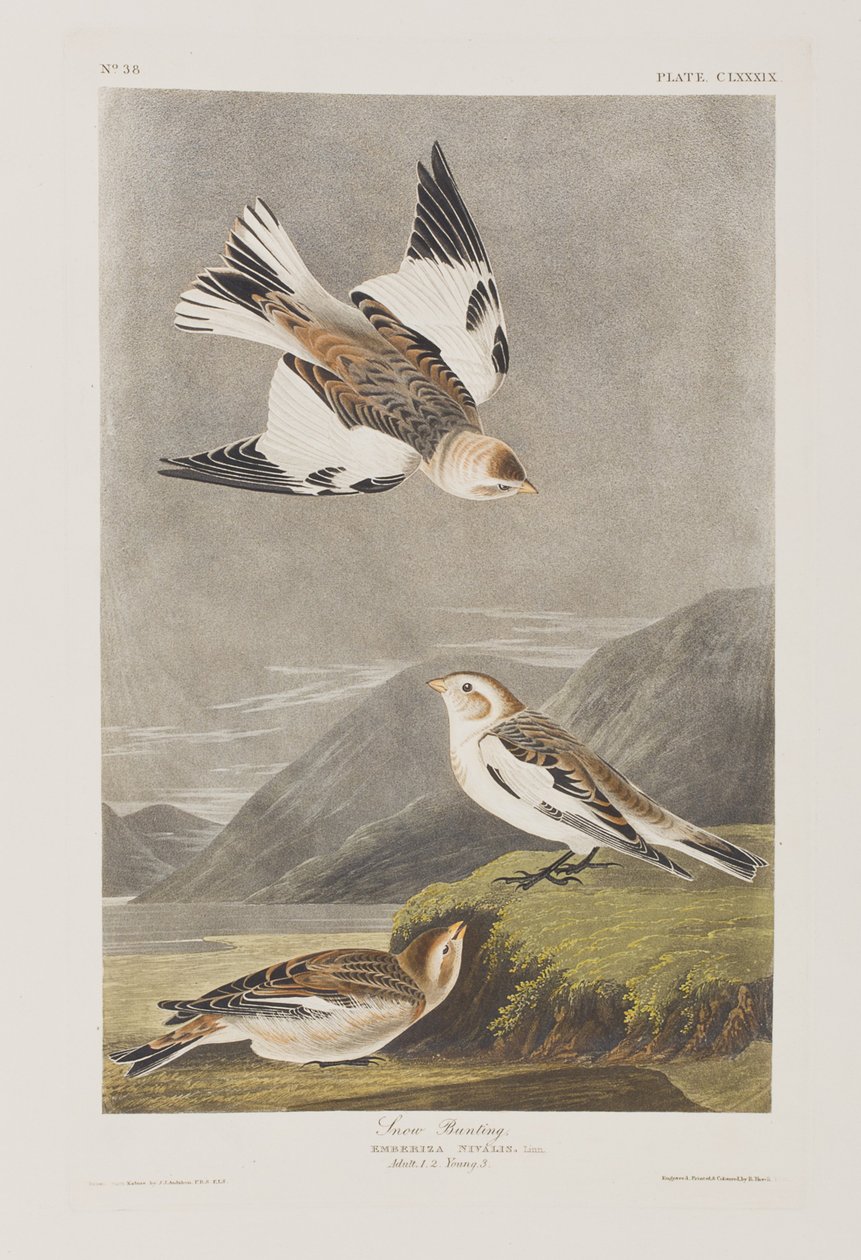 Kuvitus elokuvasta "Birds of America" tekijältä John James Audubon