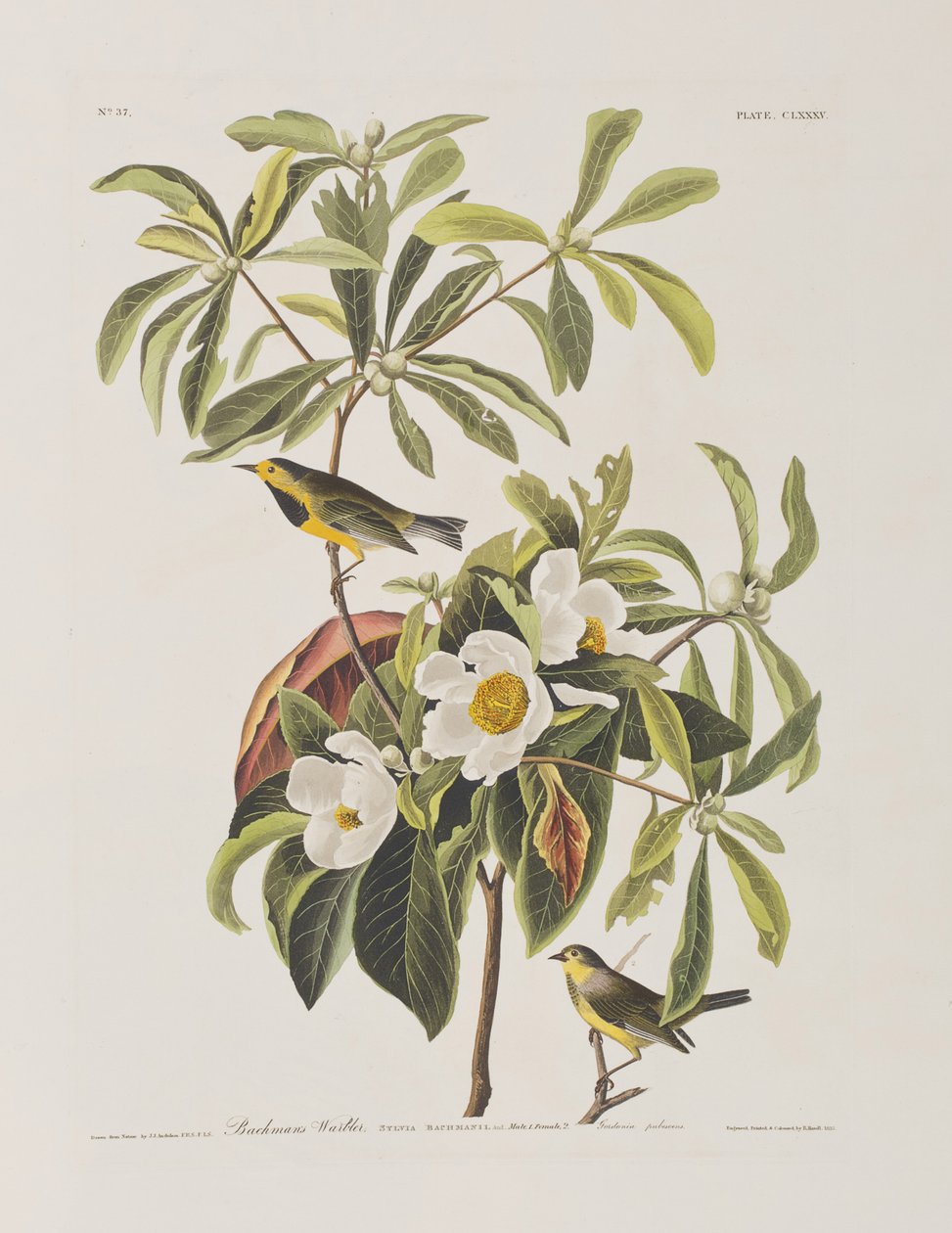 Kuvitus elokuvasta "Birds of America" tekijältä John James Audubon