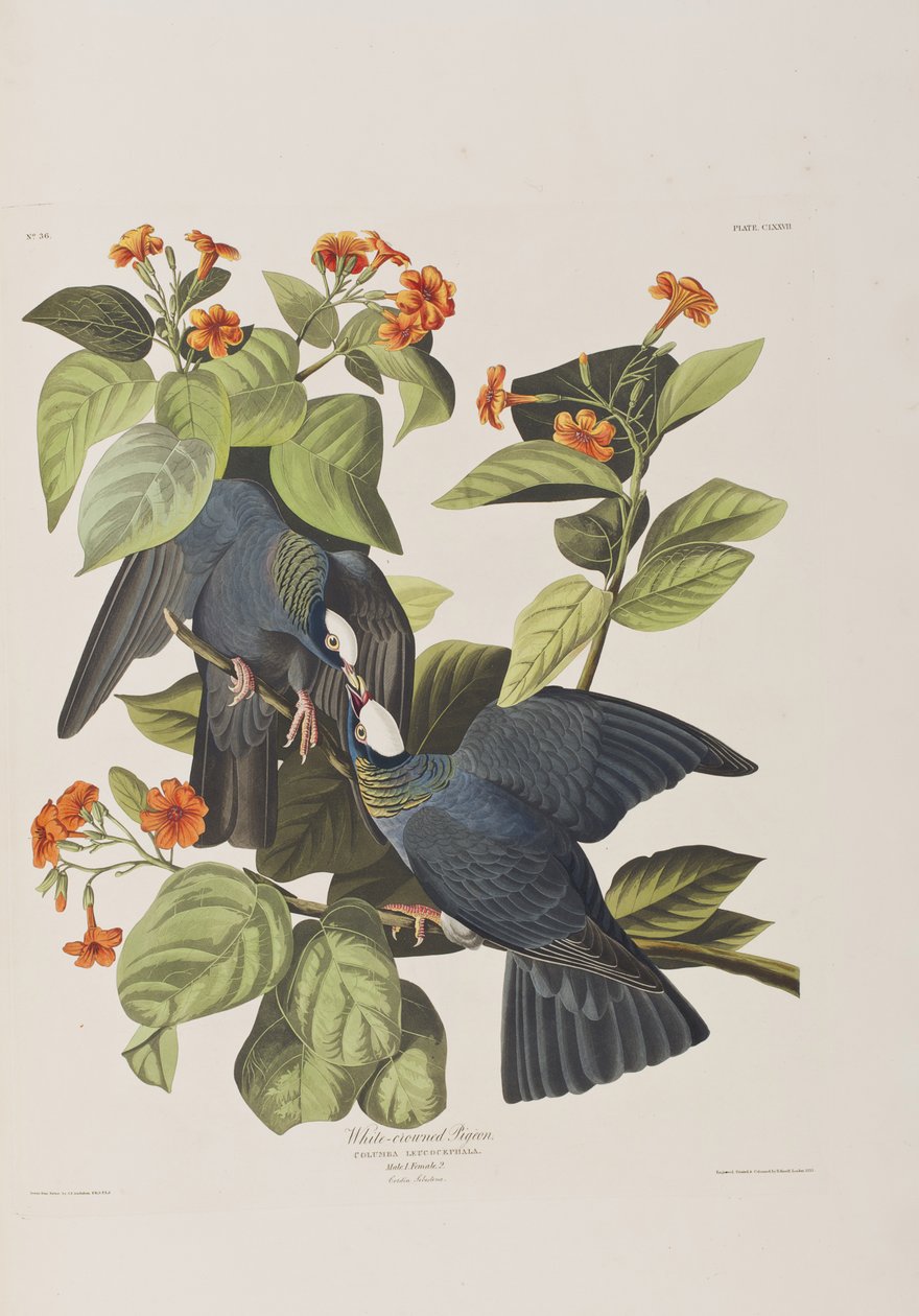 Kuvitus elokuvasta "Birds of America" tekijältä John James Audubon