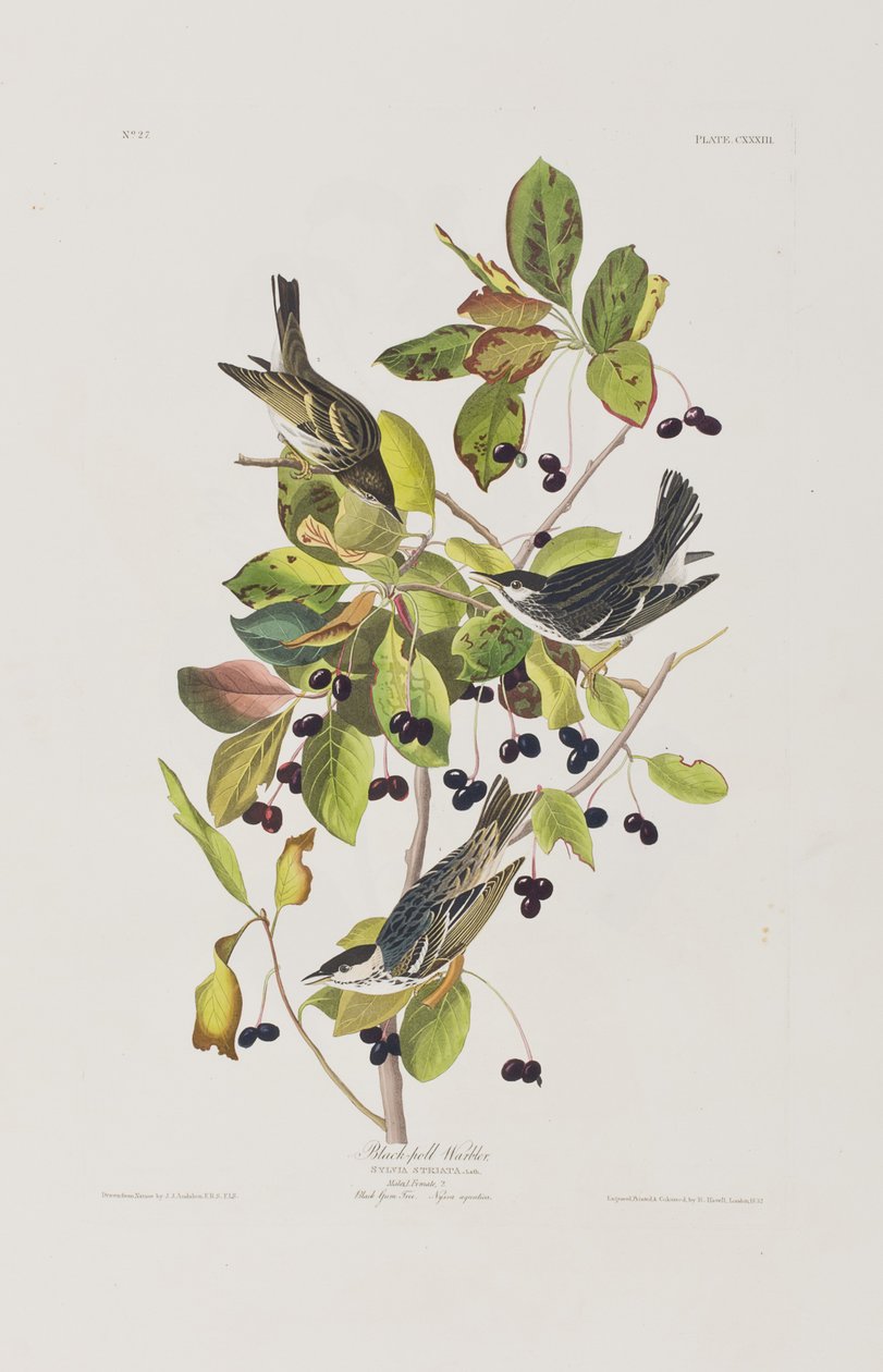 Kuvitus elokuvasta "Birds of America" tekijältä John James Audubon
