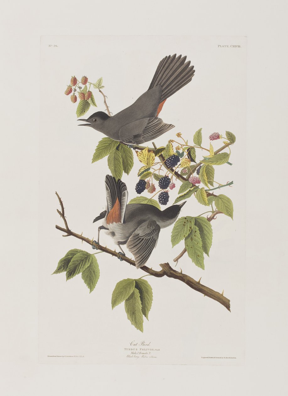 Kuvitus elokuvasta "Birds of America" tekijältä John James Audubon