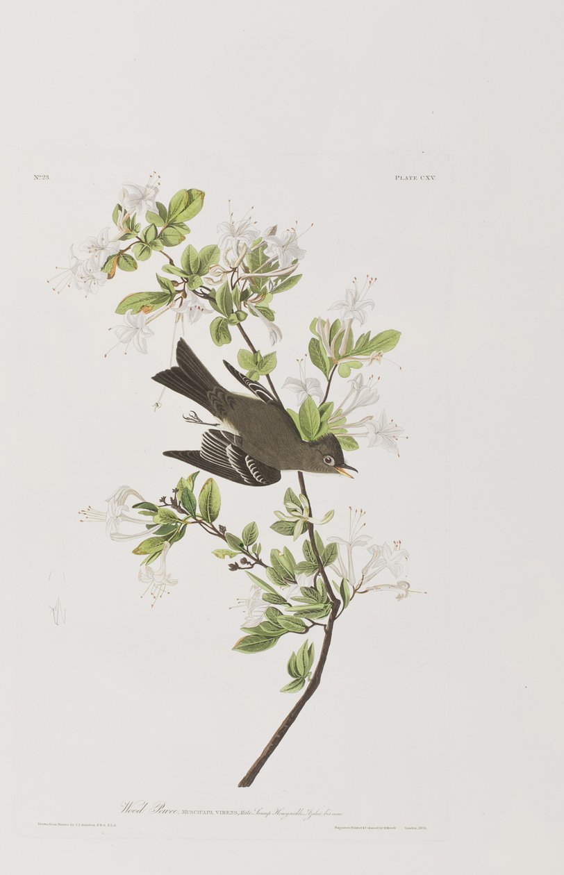 Kuvitus elokuvasta "Birds of America" tekijältä John James Audubon