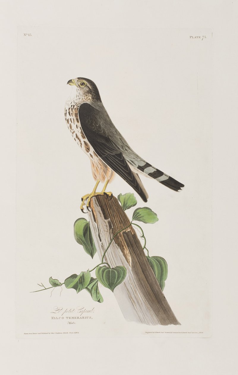 Kuvitus elokuvasta "Birds of America" tekijältä John James Audubon