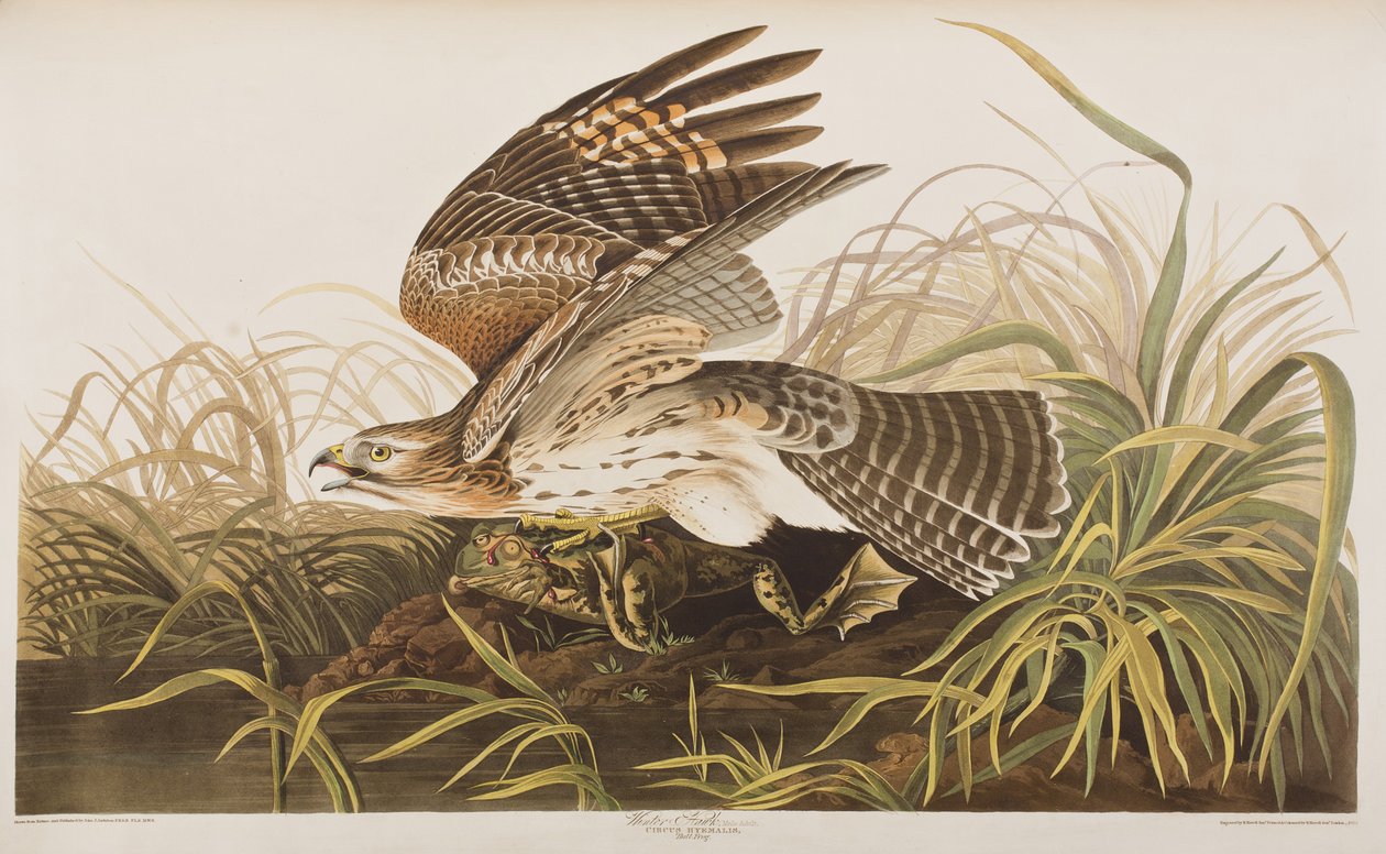 Kuvitus elokuvasta "Birds of America" tekijältä John James Audubon